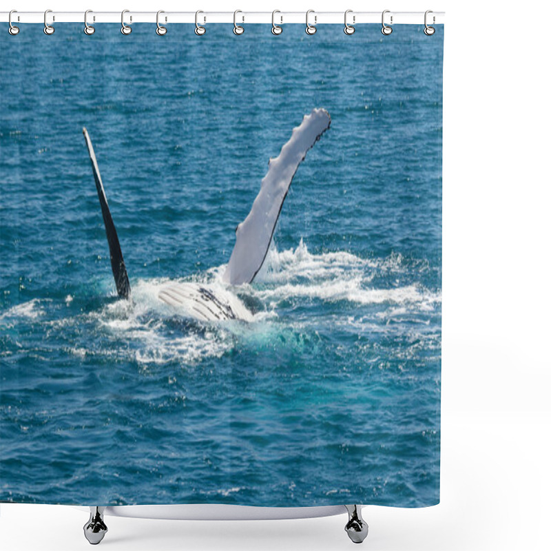 Personality  Whale Hervey Bay Australia Shower Curtains