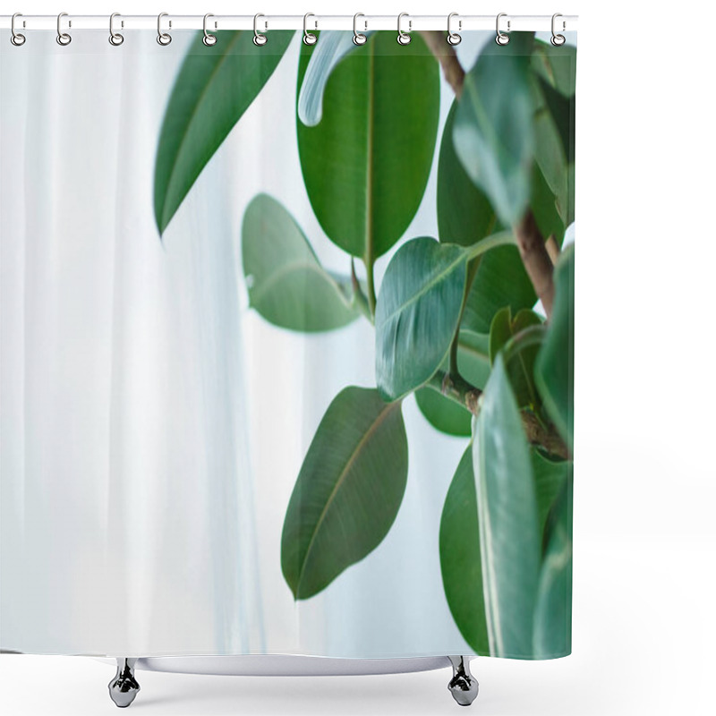 Personality  Close Up Of Ficus Elastica Plant On Light Background Shower Curtains