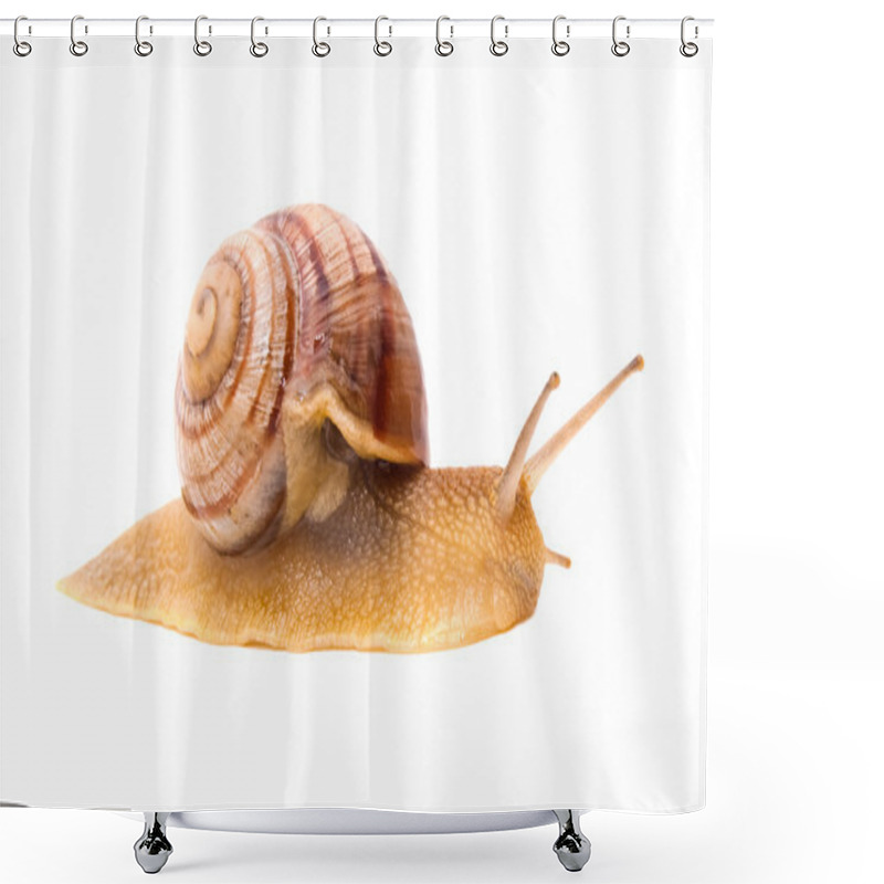 Personality  Creeping Snail On A White Background Shower Curtains