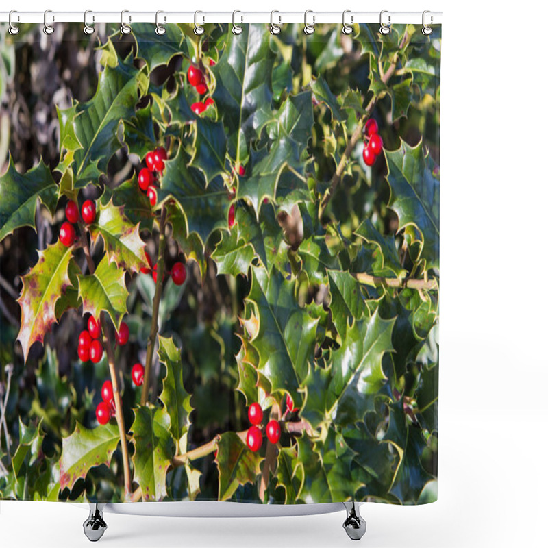 Personality  Flowering Plant Ilex, Or Holly Shower Curtains