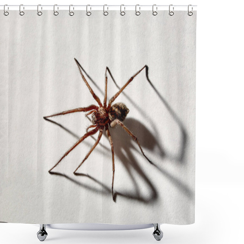 Personality  Predatory Spider Isolated On White Background. Tegenaria Agrestis. Large Representative Of The Domestic Arachnid. Fear Or Phobia Of Spiders. 8 Legs. With A Shadow. Close-up. Copy Space. Studio Photo. Shower Curtains