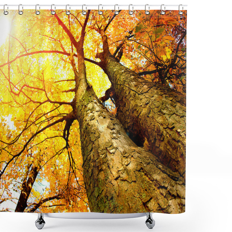 Personality  Autumn Trees. Fall Shower Curtains