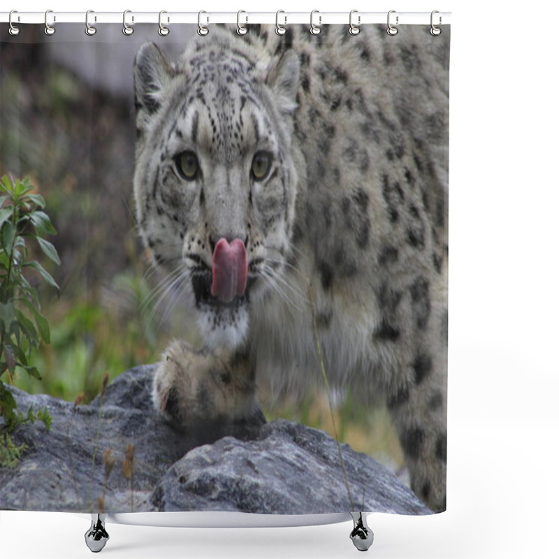 Personality  Snow Leopard, Uncia Uncia, Observing Prey And Licking Lips Shower Curtains