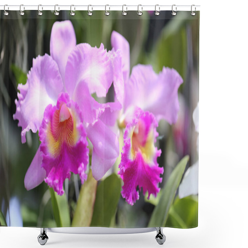 Personality  Pink Of Wild Orchids. Shower Curtains