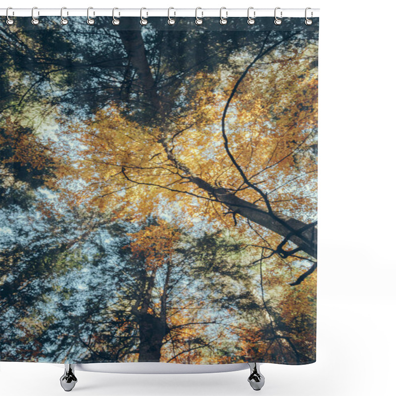 Personality  Bottom View Of Autumnal Forest In Front Of Blue Sky, Carpathians, Ukraine Shower Curtains