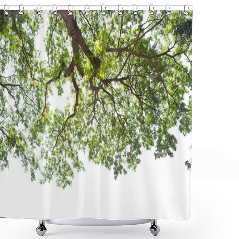 Personality  Beautiful Tree And Leaf Texture Bachground On White And A Free S Shower Curtains