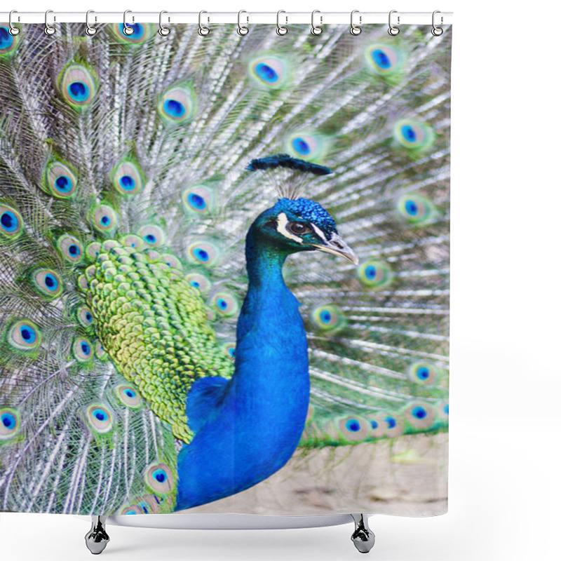 Personality  Peacock With Feathers Shower Curtains