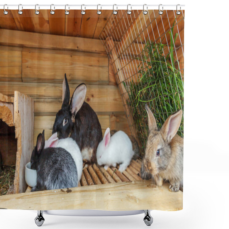 Personality  Many Different Small Feeding Rabbits On Animal Farm In Rabbit-hutch, Barn Ranch Background. Bunny In Hutch On Natural Eco Farm. Modern Animal Livestock And Ecological Farming Concept Shower Curtains