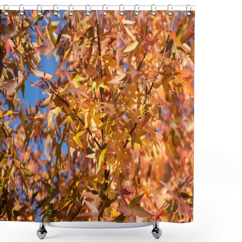 Personality  Autumn Orange Leaf Background. Yellow Leaf Forest On Sky Background. Forest Background. Yellow Nature Background. Yellow Leaf In Forest. Leaves Plants Backdrop Shower Curtains