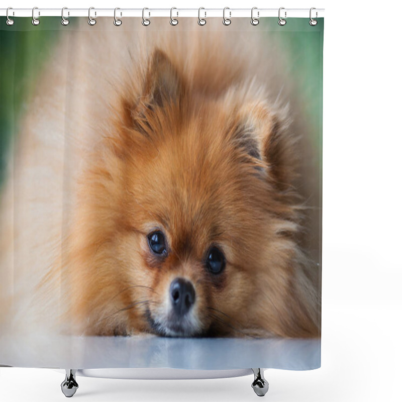 Personality  Fluffy Cute Pomeranian Lies On A White Surface Shower Curtains