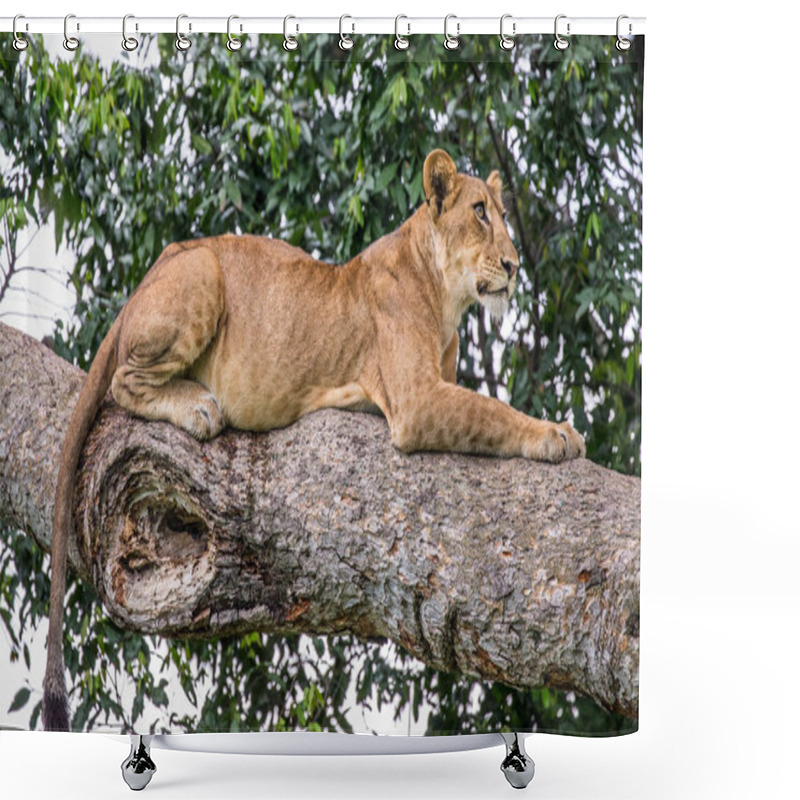 Personality  Lioness Lying On Tree Shower Curtains