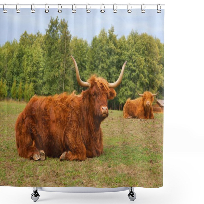 Personality  Cows, Red Highland Cattle (Scottish Gaelic) Lying On Pasture Shower Curtains