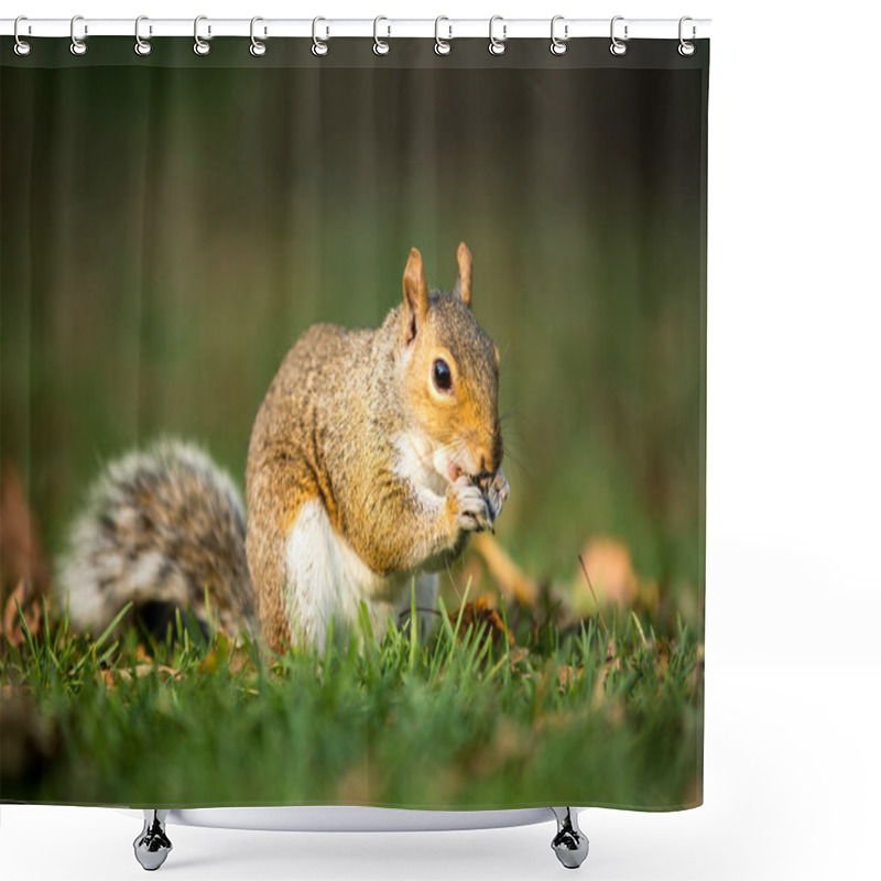 Personality  Eastern Grey Squirrel Shower Curtains