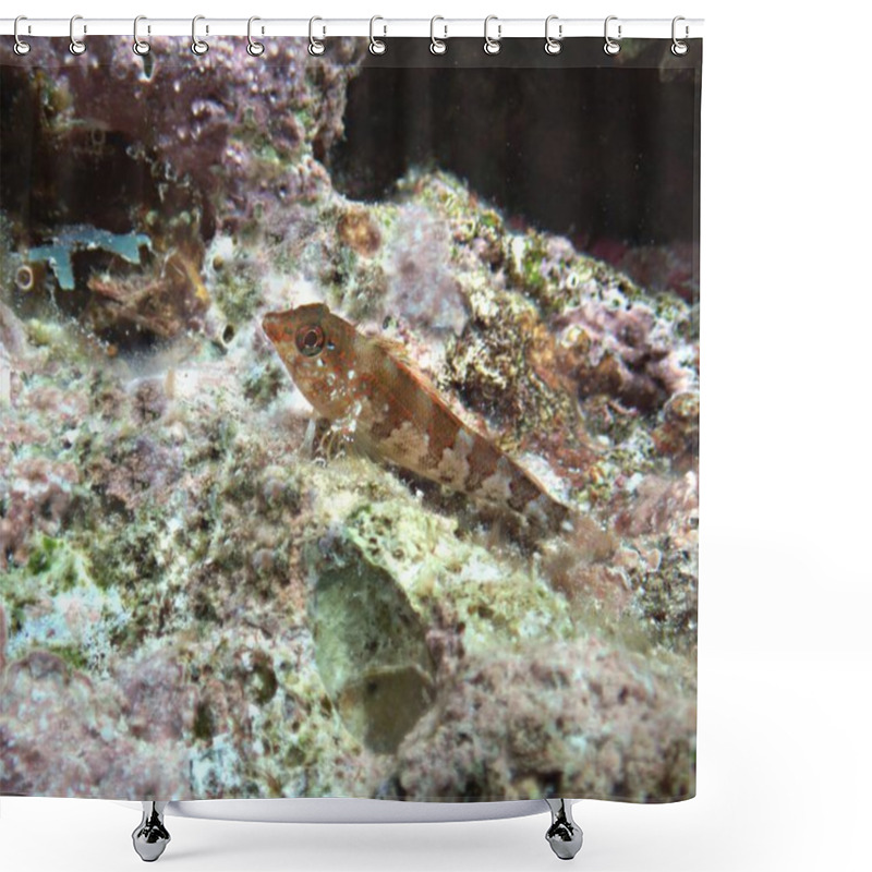 Personality  Saddleback Blenny On The Reef Shower Curtains