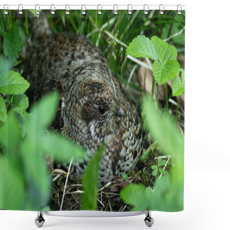 Personality  Female Hazel Grouse, Tetrastes Bonasia Sitting On A Nest In A Lush Boreal Forest During Spring Breeding Season In Estonia, Northern Europe. Shower Curtains