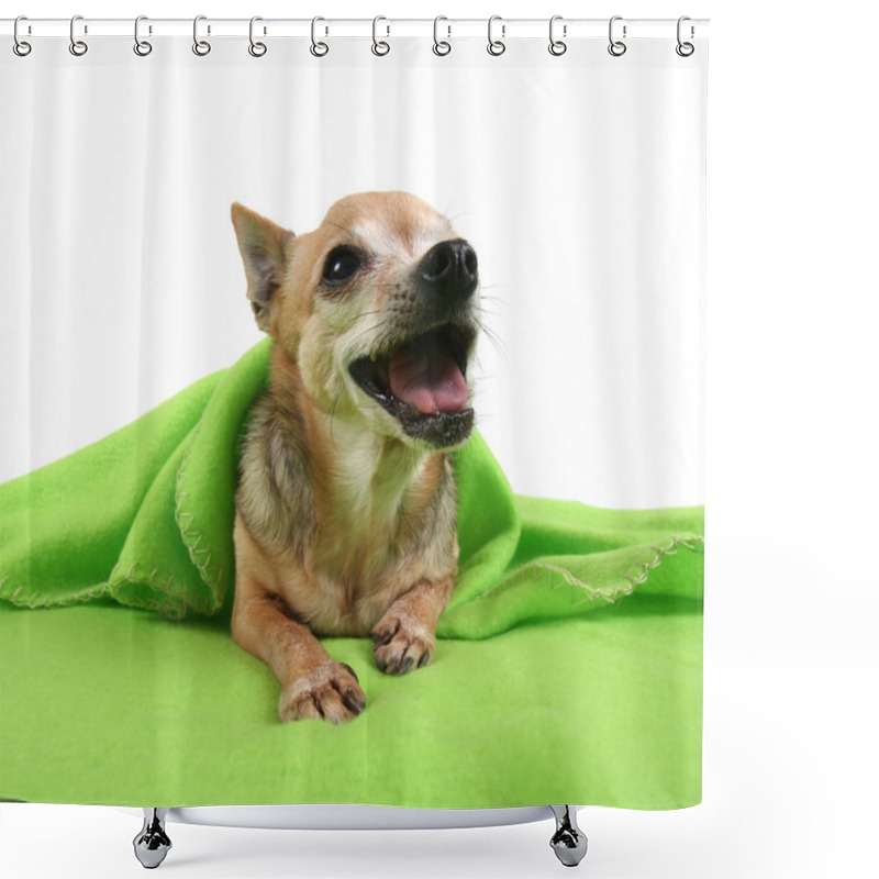 Personality  Cute Chihuahua Shower Curtains