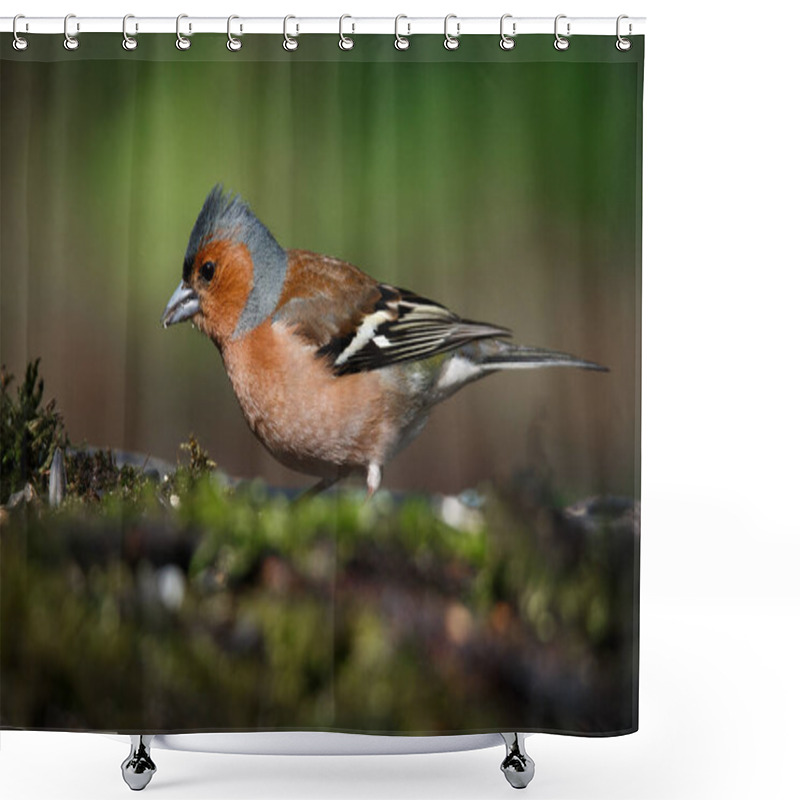 Personality  Portrait Of A Spring Bird Finch Sitting On An Old Branch Shower Curtains