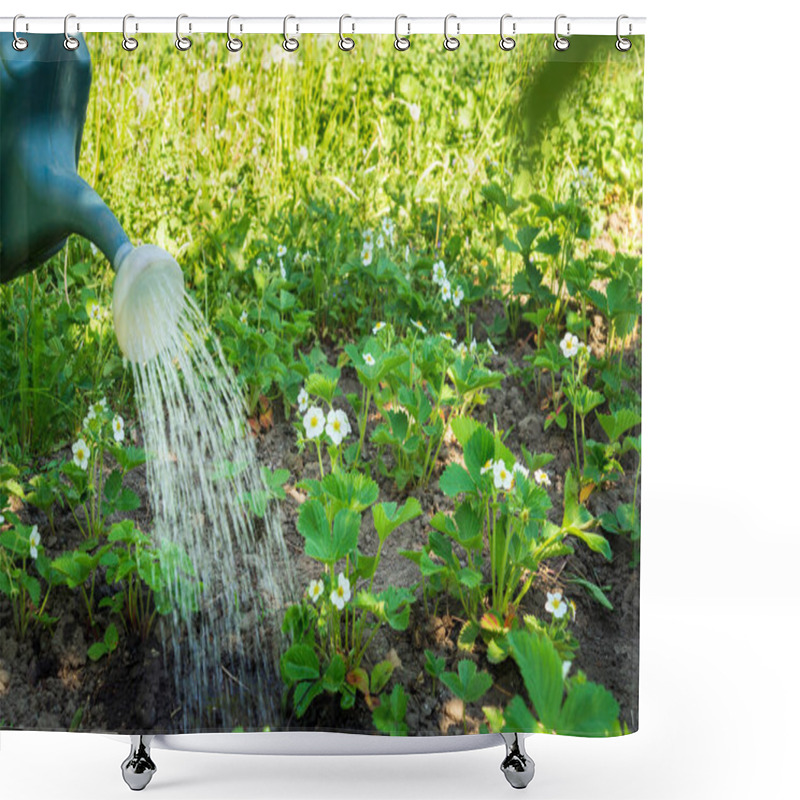 Personality  Water From A Watering Can Pours Over Strawberry Bushes. Shower Curtains