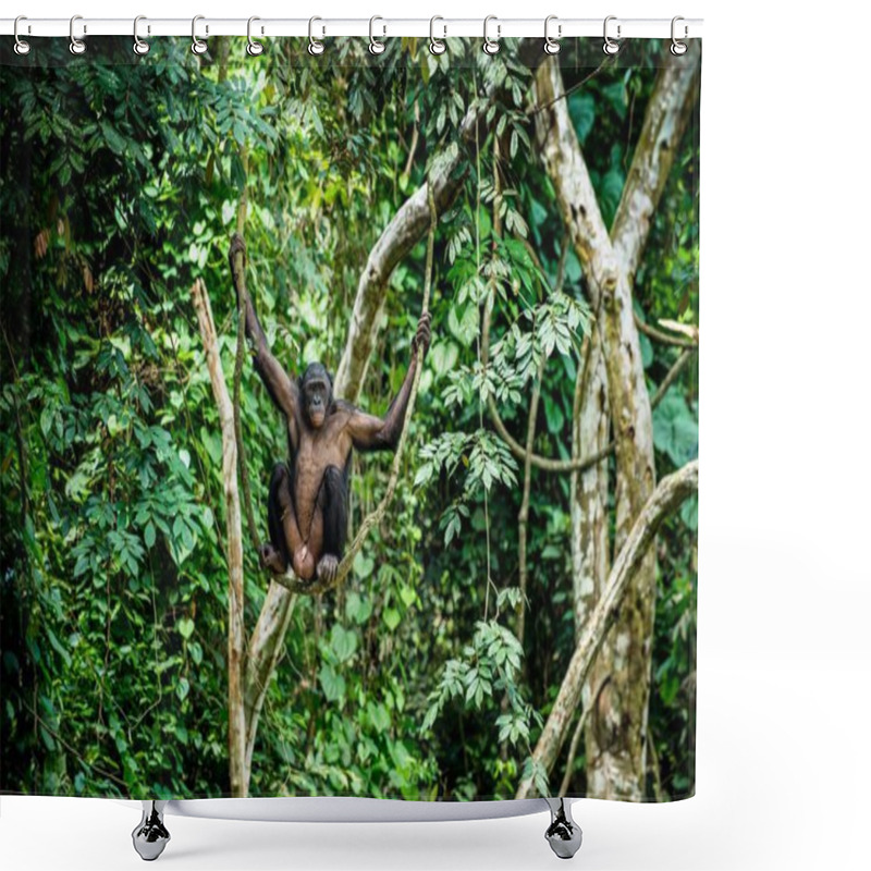 Personality  Bonobo On The Branch Of Tree  Shower Curtains