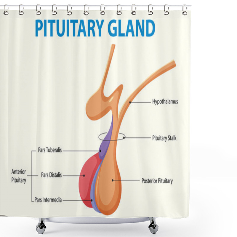 Personality  Detailed Illustration Of The Pituitary Gland Structure Shower Curtains