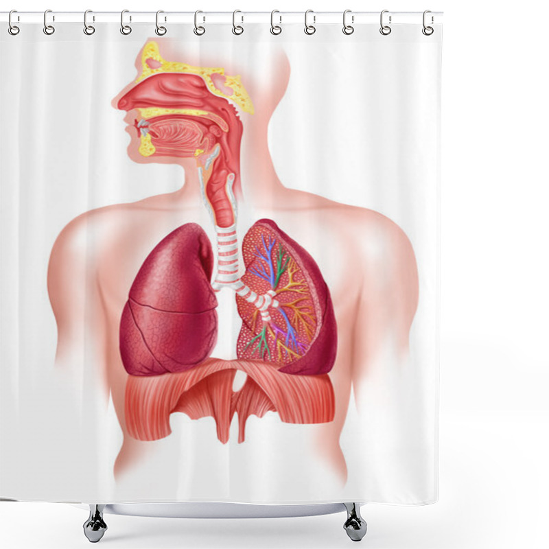 Personality  Human Full Respiratory System Cross Section. Shower Curtains