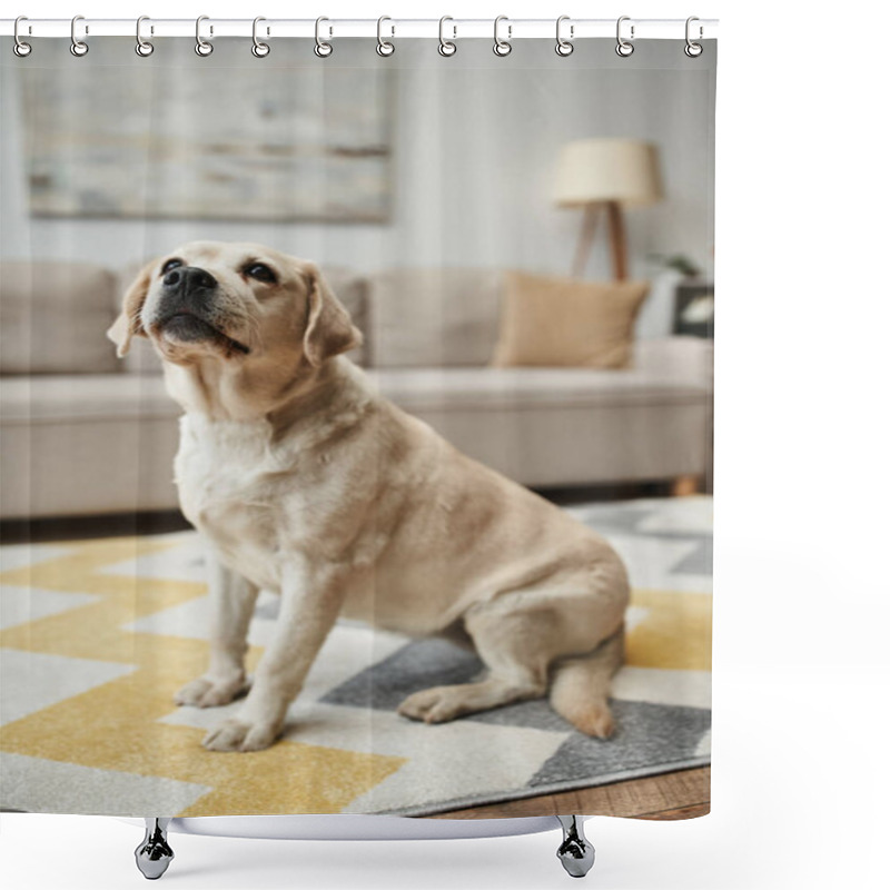 Personality  Animal Companion, Adorable Labrador Dog Sitting On Carpet In Living Room Inside Of Modern Apartment Shower Curtains