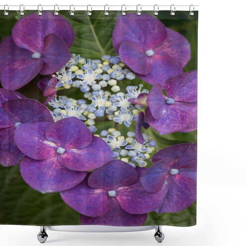 Personality  Dark Red Hydrangea Flowers In Summer Shower Curtains