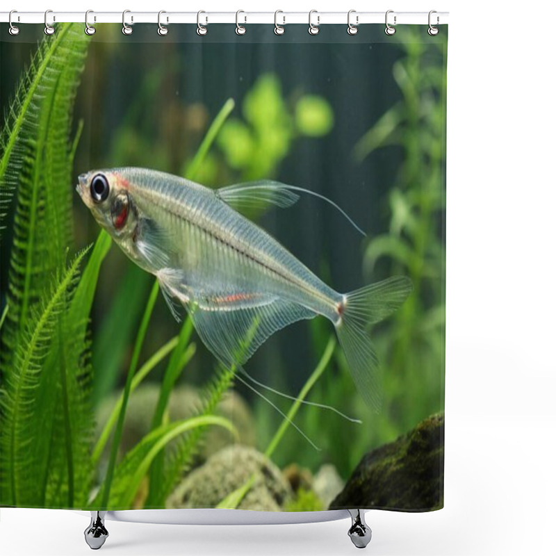 Personality  The Glass Catfish, With Its Completely Transparent Body And Delicate, Shimmering Fins, Is Showcased In A Serene Underwater Environment. Its Translucent Form Allows Light To Pass Through, Revealing A Fascinating View Of Its Internal Structure. Swimmin Shower Curtains