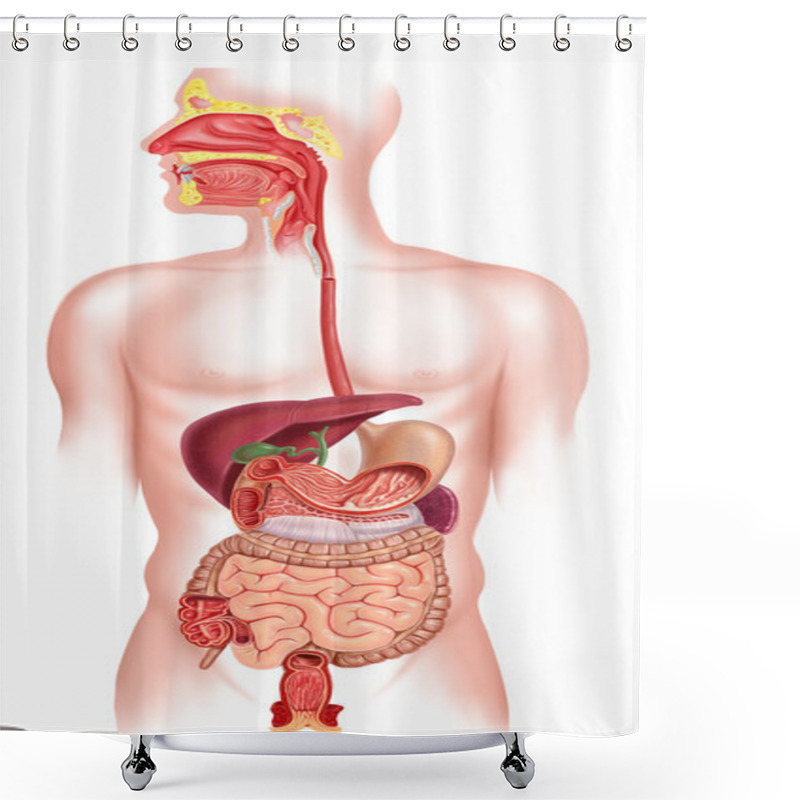 Personality  Human Digestive System Cross Section Shower Curtains