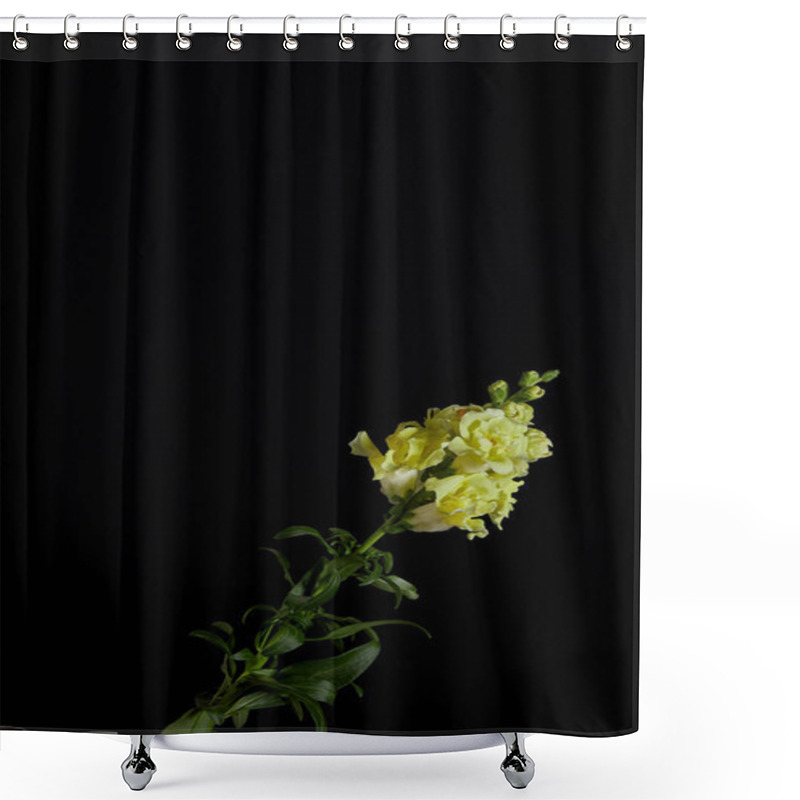 Personality  Beautiful Yellow Flowers With Buds On Green Stem With Leaves Isolated On Black    Shower Curtains