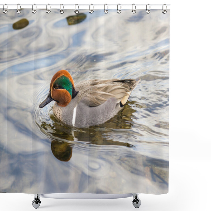 Personality  Green Winged Teal Shower Curtains