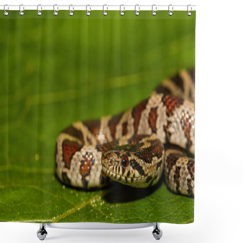 Personality  Eastern Milk Snake Shower Curtains