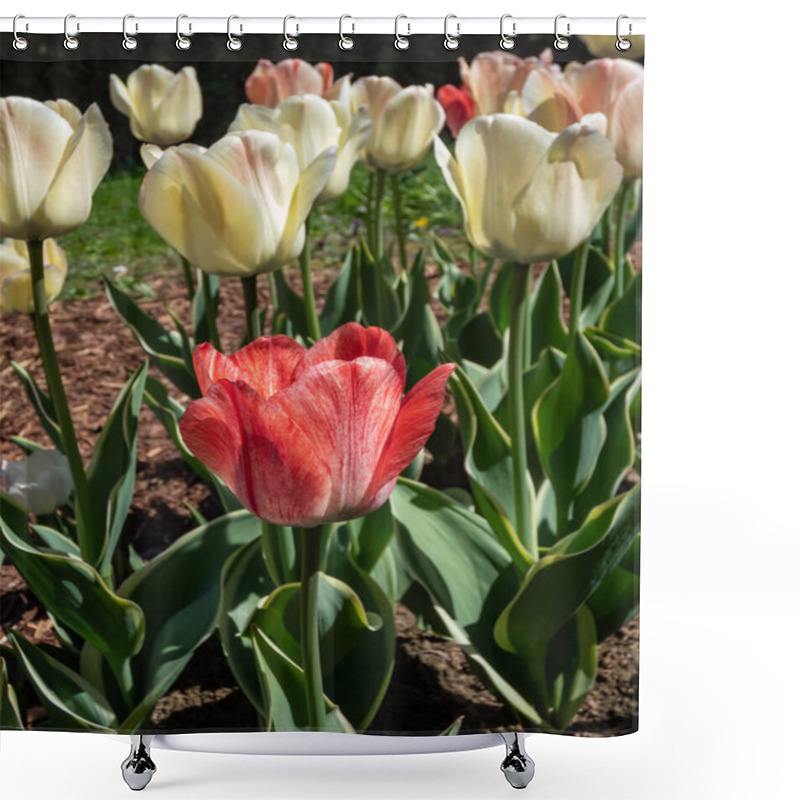 Personality  Close-up Shot Of The Darwin Tulip 'Silverstream' Flowering With Flowers That Are Irregularly Striped From Yellow To Red And White To Pink And White In Spring Shower Curtains