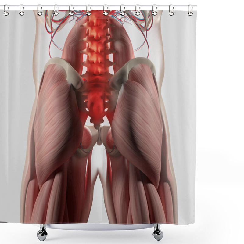 Personality  Human Spine And Pelvis Anatomy Model Shower Curtains