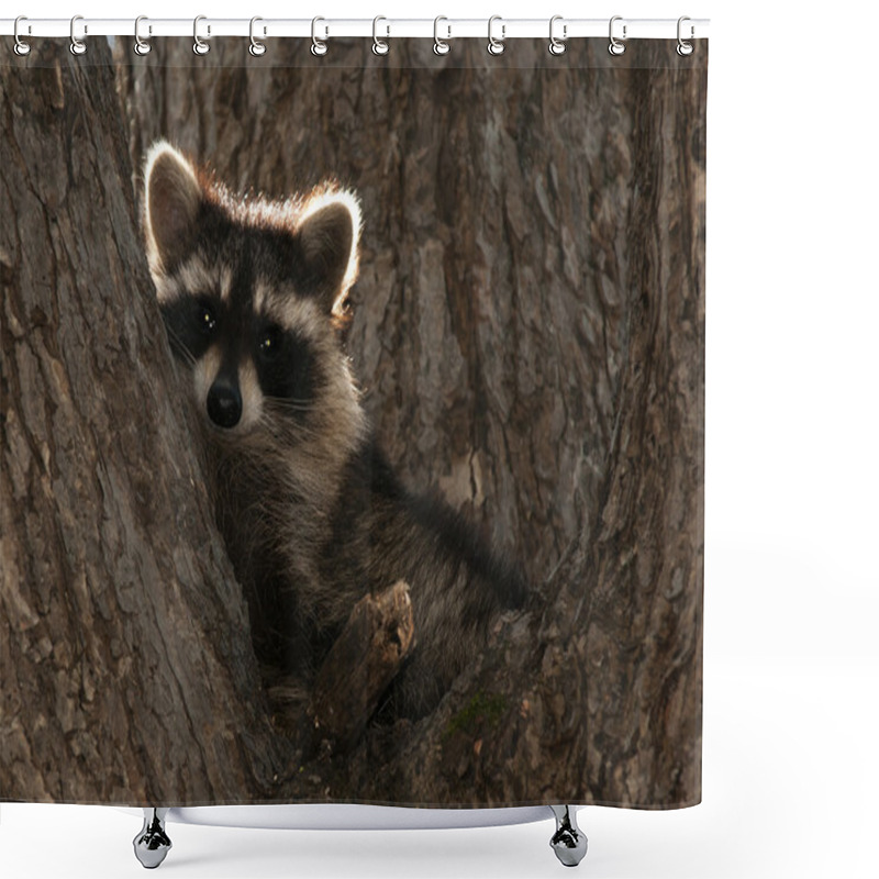 Personality  Raccoon In Tree Shower Curtains