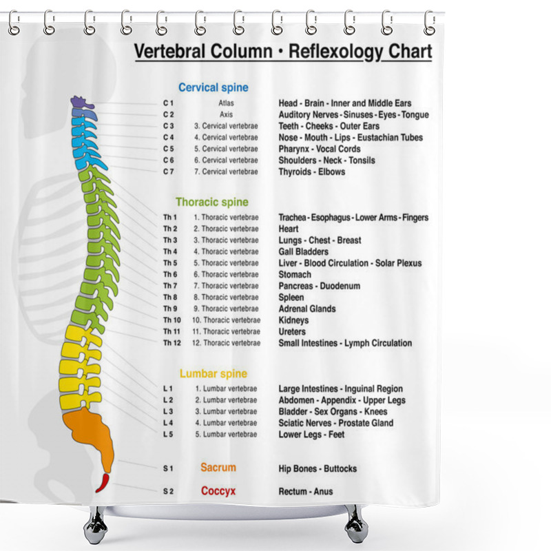 Personality  Vertebral Column Reflexology Chart Shower Curtains