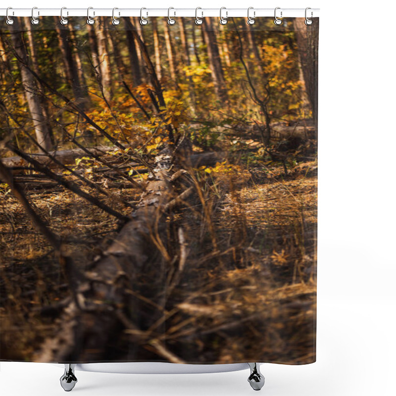 Personality  Fallen Tree Trunk On Ground In Autumnal Forest Shower Curtains