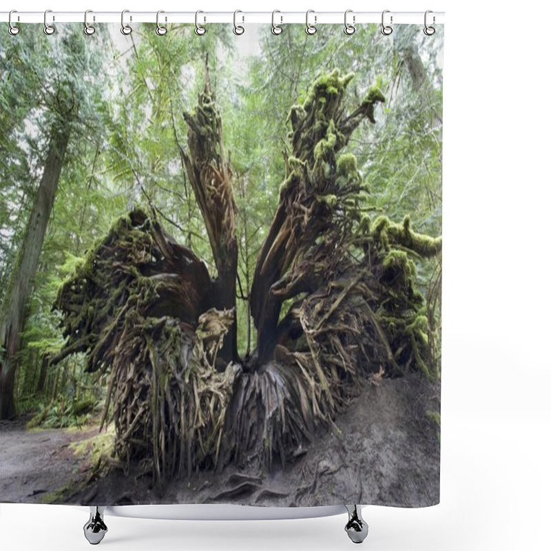 Personality  Upturned Old Growth Douglas-Fir Tree Stump Shower Curtains