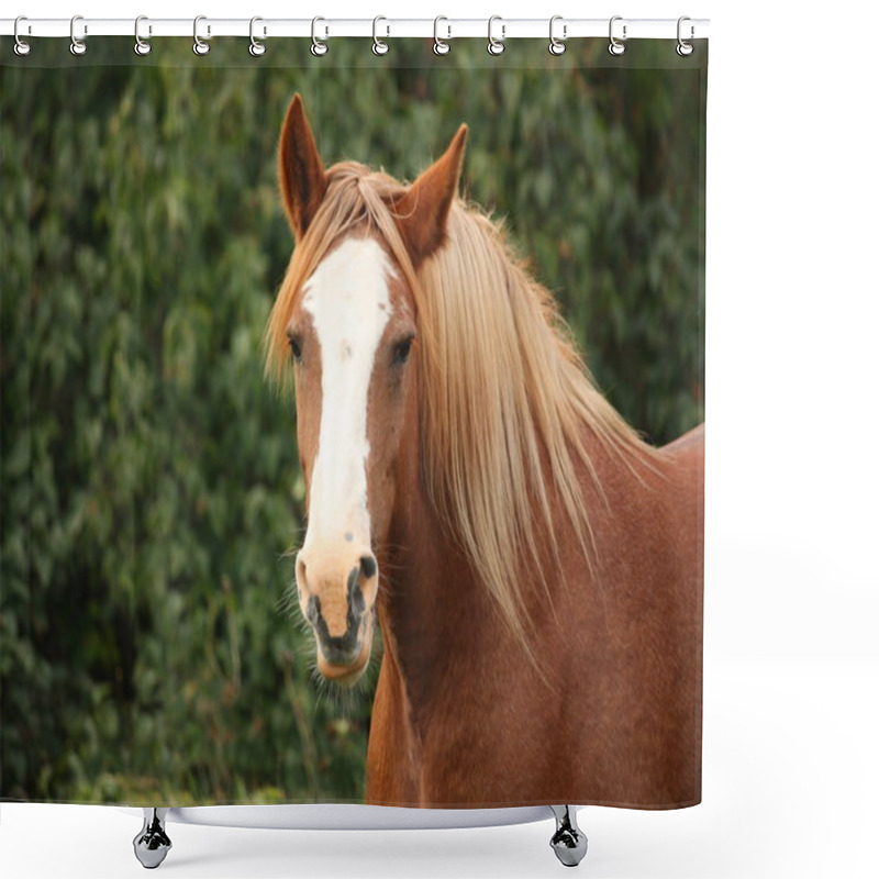 Personality  Palomino Percheron Portrait In Autumn Shower Curtains