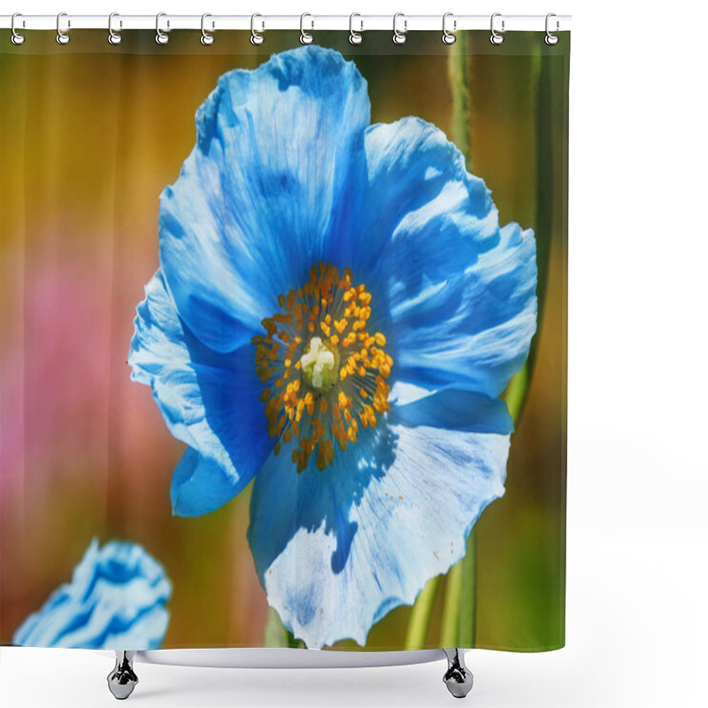 Personality  Himalayan Blue Tibet Poppy Shower Curtains