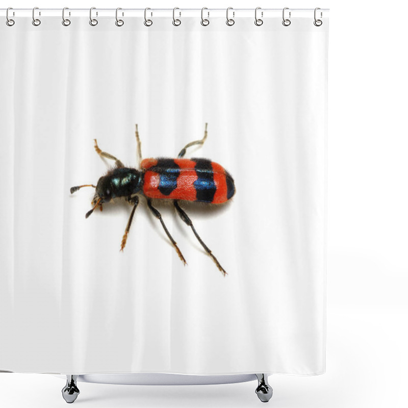 Personality  Red Beetle On A White Background  Shower Curtains