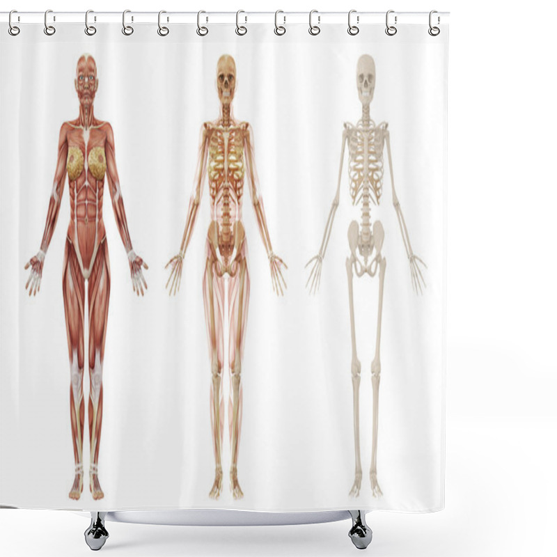 Personality  Female Human Muscles And Skeleton Shower Curtains