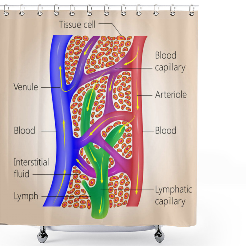 Personality  Lymphatic And Blood Capillaries Shower Curtains