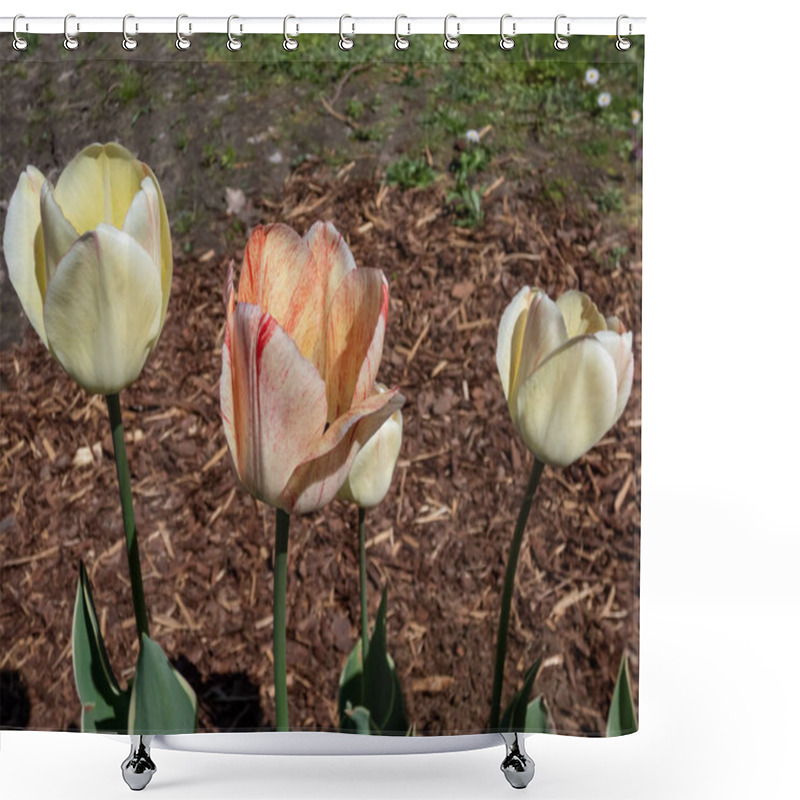 Personality  Close-up Shot Of The Darwin Tulip 'Silverstream' Flowering With Flowers That Are Irregularly Striped From Yellow To Red And White To Pink And White In Spring Shower Curtains