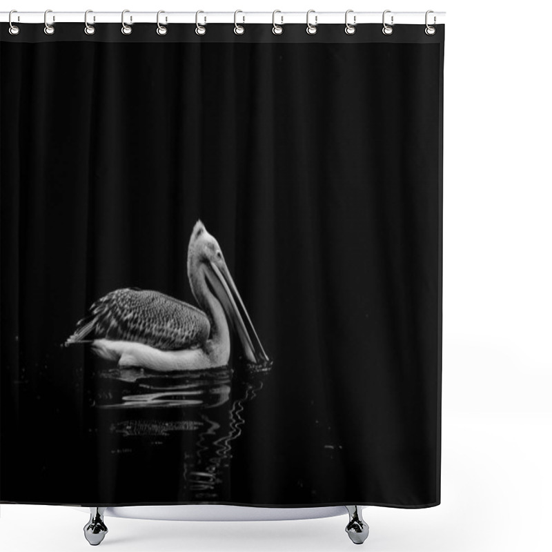 Personality  Monochrome, Artistic Photo Of A Pelican Swimming On The Water Against A Black Background. These Long Billed Water Birds Are Part Of A Breeding Programme At Folly Farm.With Copy Space  Shower Curtains