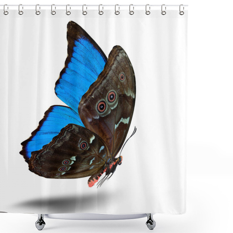 Personality  The Beautiful Flying Blue Butterfly, The Blue Morpho (Genus Morpho Doiuns) With Fully Wings Sweeping Isolated On White Background, Amazing Nature Shower Curtains