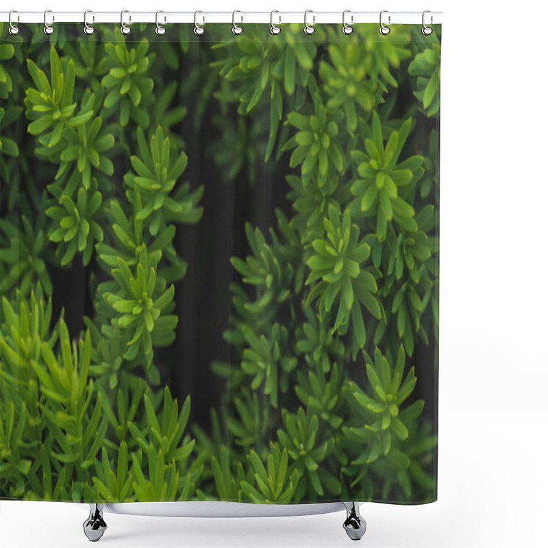 Personality  Floral Background With Plant Tiny Green Leaves  Shower Curtains