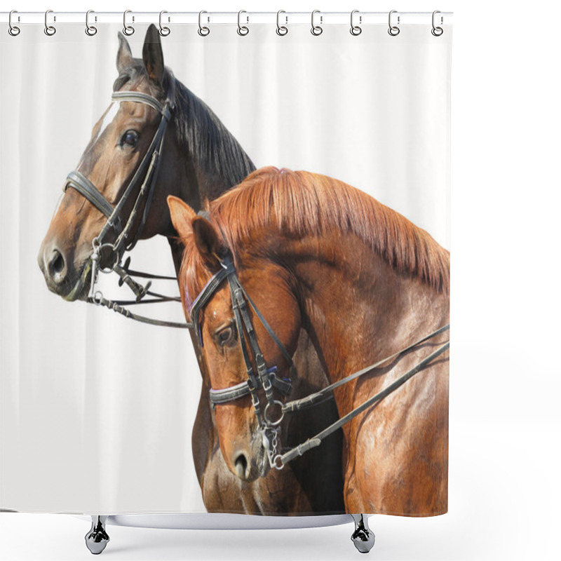 Personality  Portrait Of Two Brown Horses Isolated On White Shower Curtains