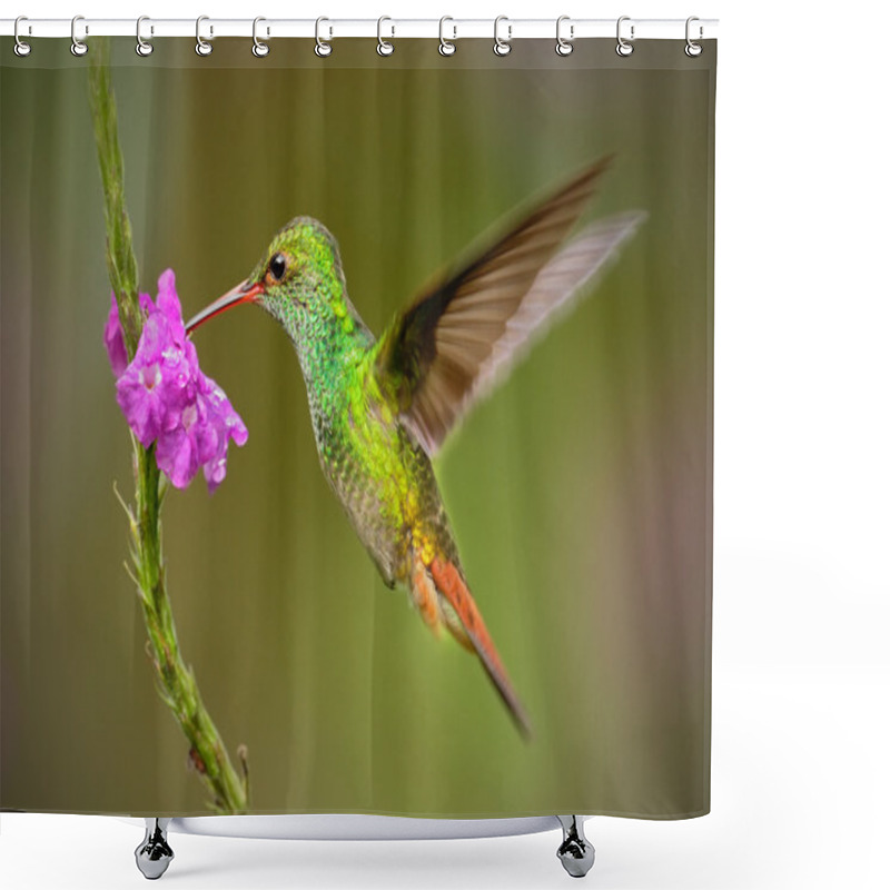 Personality  Rufous-tailed Hummingbird Shower Curtains