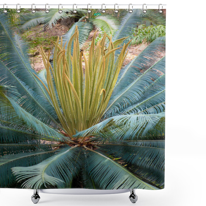 Personality  Garden Cycad Leaf Arrangement For A Green Background Pattern Shower Curtains